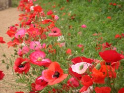 Poppies at Easton Walled Gardens