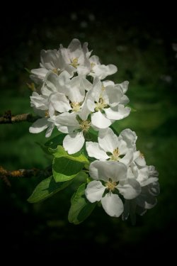 Apple blossom