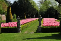 Tulips in Long Garden, Cliveden
