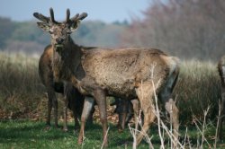 Late spring buck