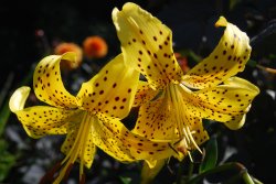 A flower in Ventnor Gardens.