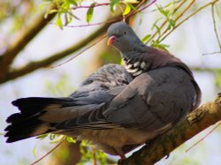 Wood Pigeon