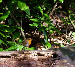 Robin on log. Wallpaper