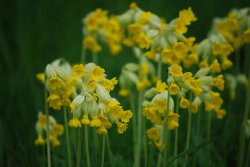 Cowslips Wallpaper