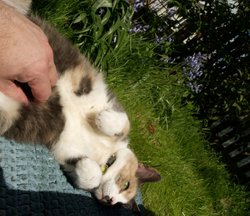 Cat and blubells, Steeple Claydon, Bucks