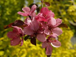 Blossom, Steeple Claydon, Bucks