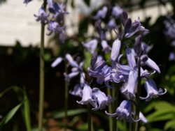 Bluebells, Steeple Claydon, Bucks