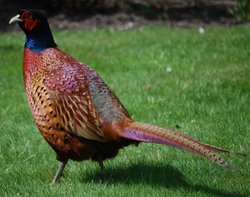 Pheasant Wallpaper