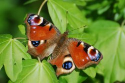 Peacock butterfly