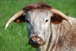 English Longhorn Wallpaper