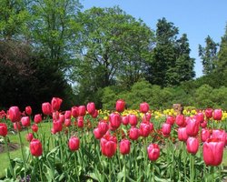 Trees and tulips Wallpaper