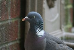 Woodpigeon. Wallpaper