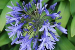 In the Botanic Gardens Wallpaper