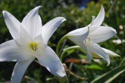 In the Botanic Gardens