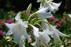 In the Botanic Gardens Wallpaper