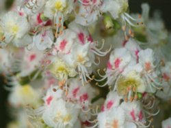 Horse Chestnut tree flowers, Middle Claydon, Bucks