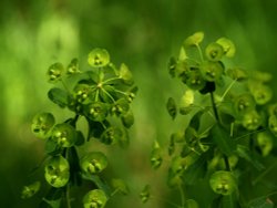 Wood Spurge, Bernwood Forest, Oakley, Bucks