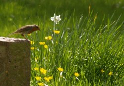 Robin on a gravestone, St Mary's Church, Ludgershall, Bucks Wallpaper