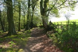 Knowle Green Woods Wallpaper