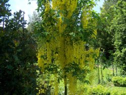 Laburnum Tree Wallpaper