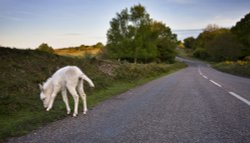 New Forest Wallpaper