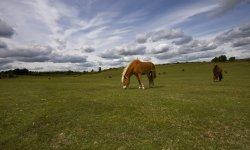 New Forest Wallpaper