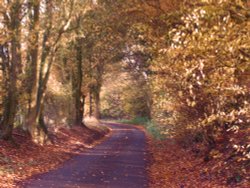 Country lane Wallpaper