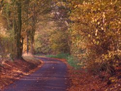 Pretty country lane