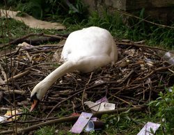 Nest building on the banks of the Avon. Wallpaper