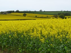 More Oilseed rape near Start Point, Devon