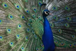 The Peacock