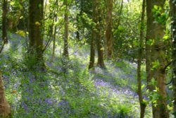 Bluebells Wallpaper