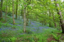 Bluebells