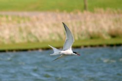 Common Tern. Wallpaper