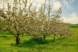 Apple Blossom Wallpaper