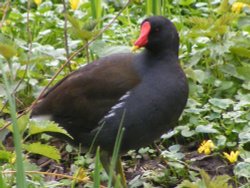 A moorhen at Rickmansworth Wallpaper