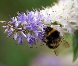 Flowers and Bee.