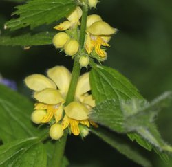 Yellow Archangel, Bernwood Forest, Botolph Claydon, Bucks