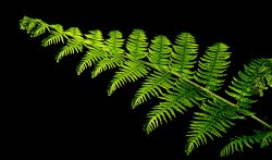 Single fern frond, Bernwood Forest, Botolph Claydon, Bucks