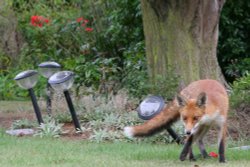 Fox in the Garden Wallpaper