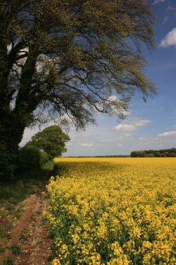 Fields near Welton