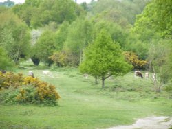 Cattle on Ruislip Common Wallpaper