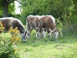 Cattle on Ruislip Common Wallpaper