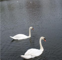 Swans in the Lake Wallpaper