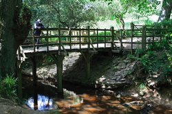 Pooh Sticks Bridge Wallpaper