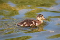 Mallard duckling Wallpaper