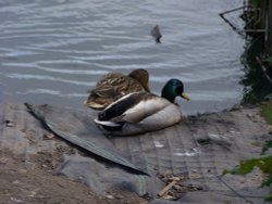 Ducks in Blackpool Wallpaper