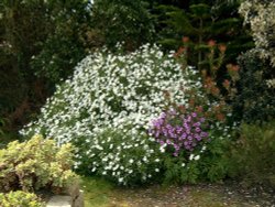 Tresco Abbey Gardens Wallpaper