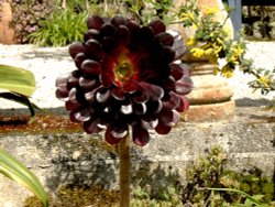 Tresco Abbey Gardens Wallpaper