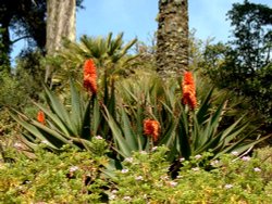 Tresco Abbey Gardens Wallpaper